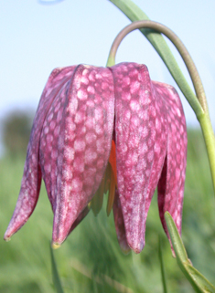 Snake's-head Fritillary