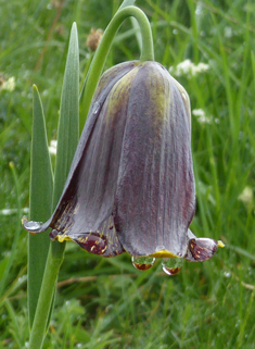 Pyrenean Fritillary