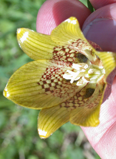 Pyrenean Fritillary