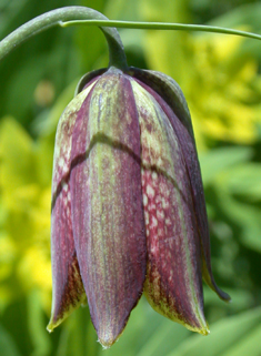 Pyrenean Fritillary