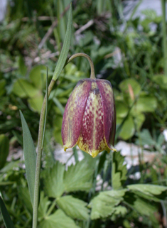 Pyrenean Fritillary