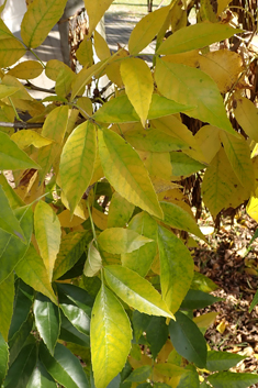 Green Ash