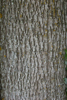 Green Ash