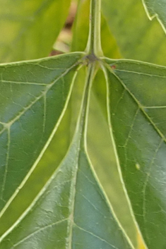 Green Ash