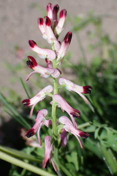 Tall Ramping Fumitory