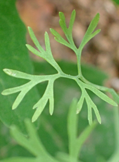 Fine-leaved Fumitory
