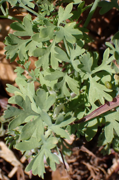 Purple Ramping Fumitory