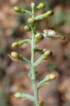 Purple Ramping Fumitory