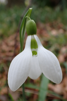 Pleated Snowdrop
