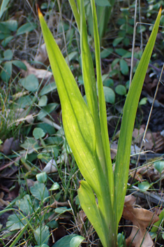 Abyssinian Gladiolus