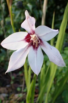 Abyssinian Gladiolus