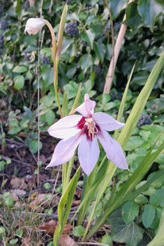 Abyssinian Gladiolus