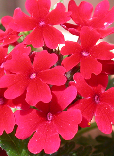 Hybrid Verbena