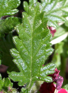 Hybrid Verbena