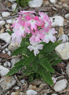Hybrid Verbena