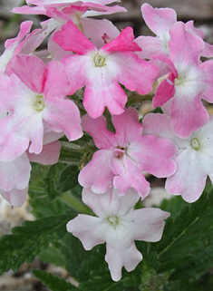 Hybrid Verbena