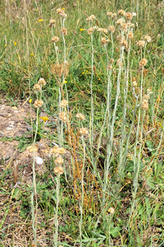 Jersey Cudweed