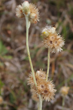 Jersey Cudweed