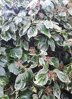 Algerian Ivy