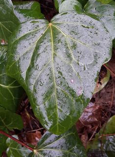 Algerian Ivy