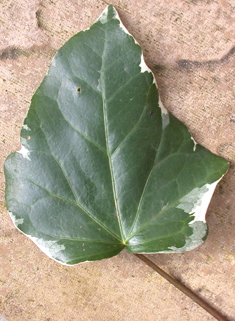 Algerian Ivy