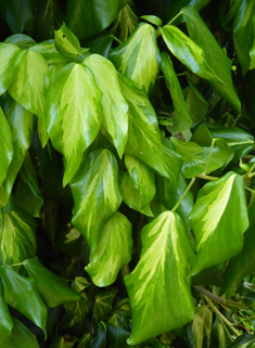 Persian Ivy