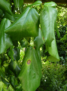 Persian Ivy