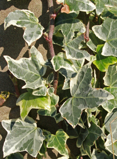 Common Ivy