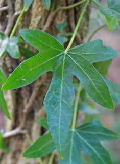Common Ivy