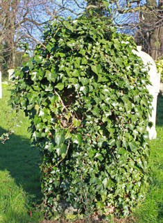 Common Ivy