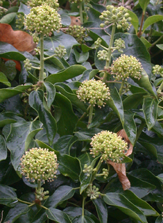 Common Ivy