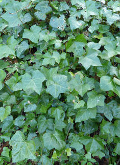 Atlantic Ivy