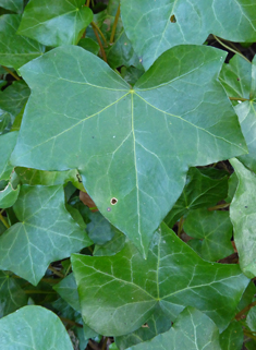 Atlantic Ivy