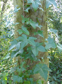 Atlantic Ivy