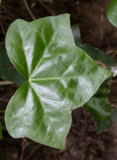 Atlantic Ivy