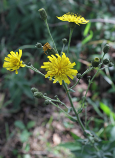 Broad-leaved Hawkweed