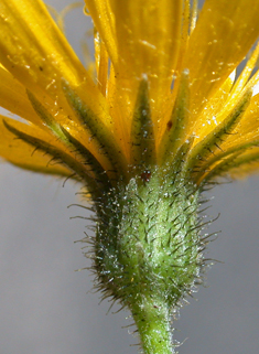 Broad-leaved Hawkweed