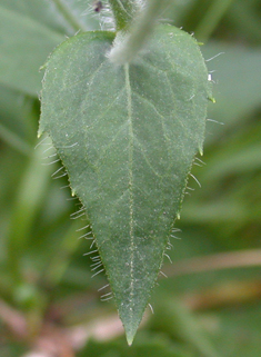 Broad-leaved Hawkweed