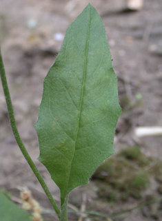 Broad-leaved Hawkweed