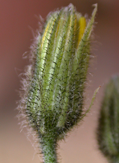 Dappled Hawkweed