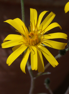 Dappled Hawkweed