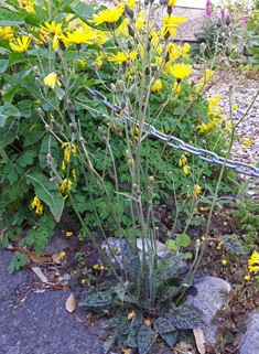 Dappled Hawkweed