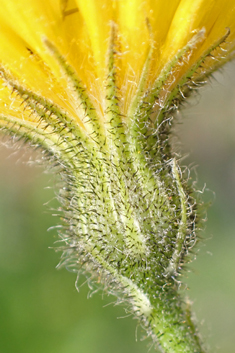 Dappled Hawkweed
