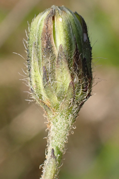 Hairy-stemmed Hawkweed
