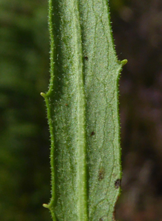 Narrow-leaved Hawkweed