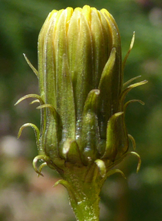 Narrow-leaved Hawkweed