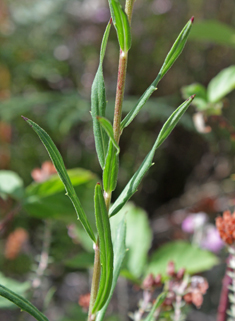 Narrow-leaved Hawkweed