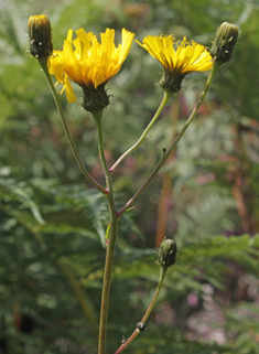 Narrow-leaved Hawkweed