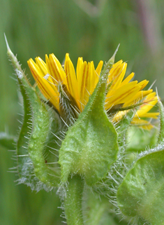 Bristly Oxtongue