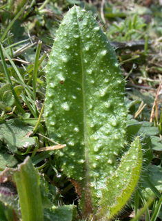 Bristly Oxtongue